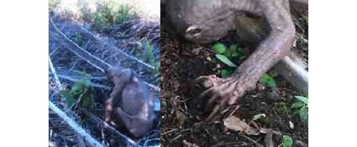 A Bald Sunbear In Borneo Where Major Deforestation Is Threatening Their Habitat And Health
