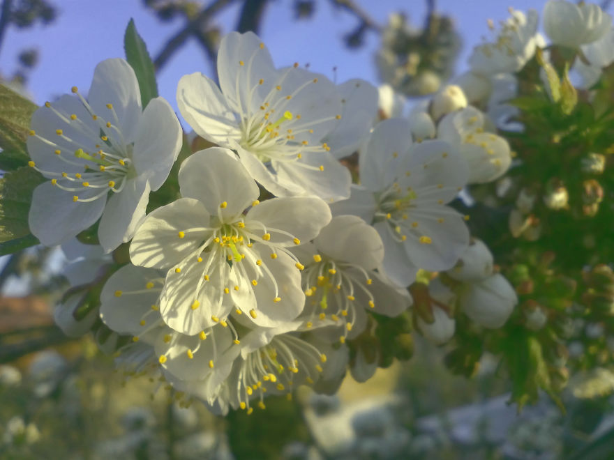 Defining True Natural Beauty — The Magic Of Cherry Blooming, In Picture And Text (part 2) Defining True Natural Beauty — The Magic Of Cherry Blooming, In Picture And Text (part 2)