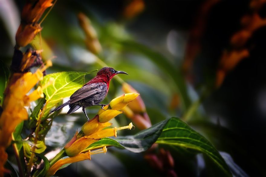 Sunbird Perching And Wondering Sunbird Perching And Wondering