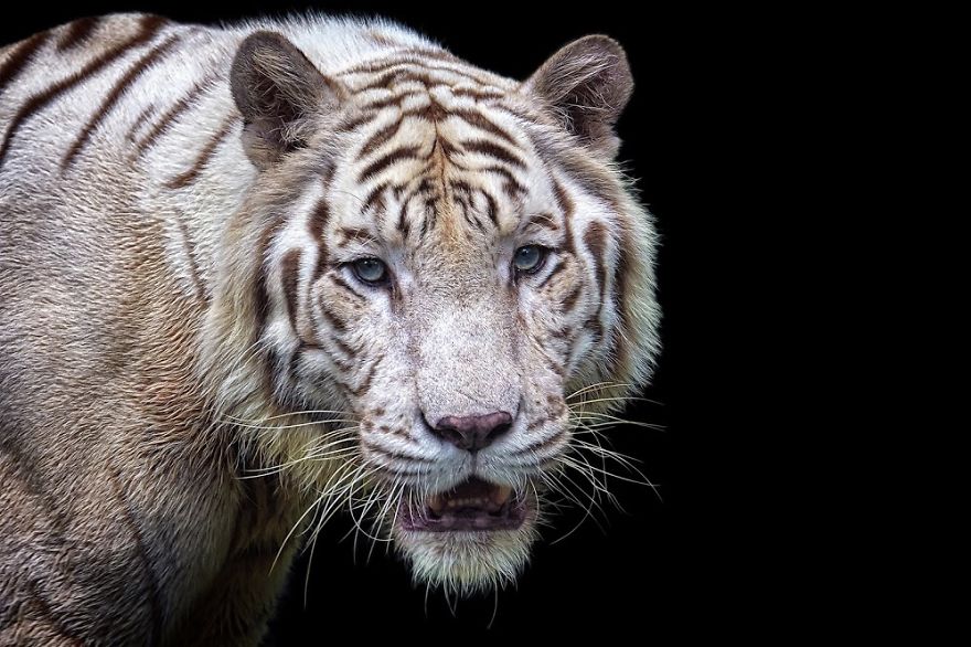 Portrait Of Omar | White Tiger
