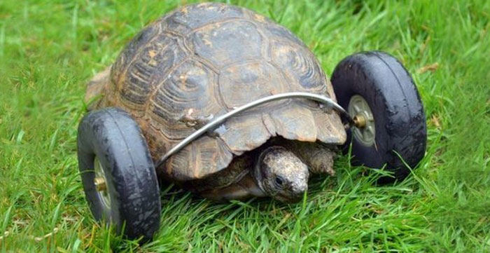90-Year-Old Tortoise Whose Legs Were Eaten By Rats Gets Prosthetic Wheels And Goes Twice As Fast | Bored Panda