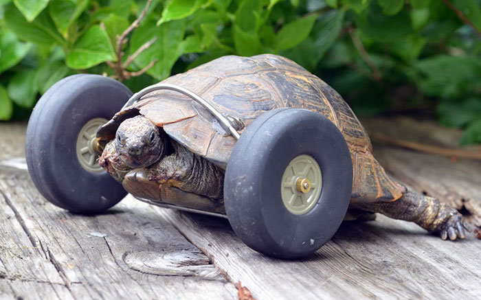 90-Year-Old Tortoise Whose Legs Were Eaten By Rats Gets Prosthetic Wheels And Goes Twice As Fast