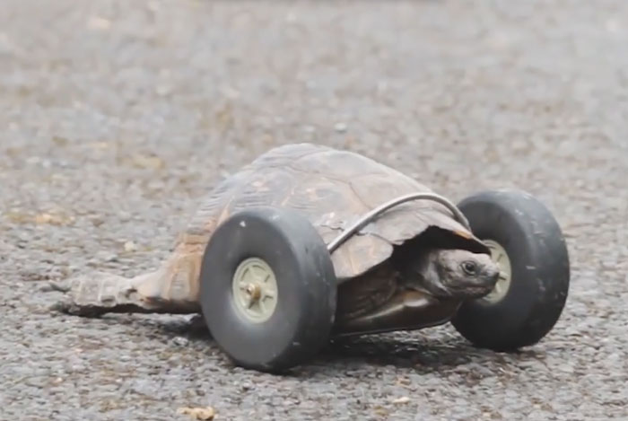 90-Year-Old Tortoise Whose Legs Were Eaten By Rats Gets Prosthetic Wheels And Goes Twice As Fast