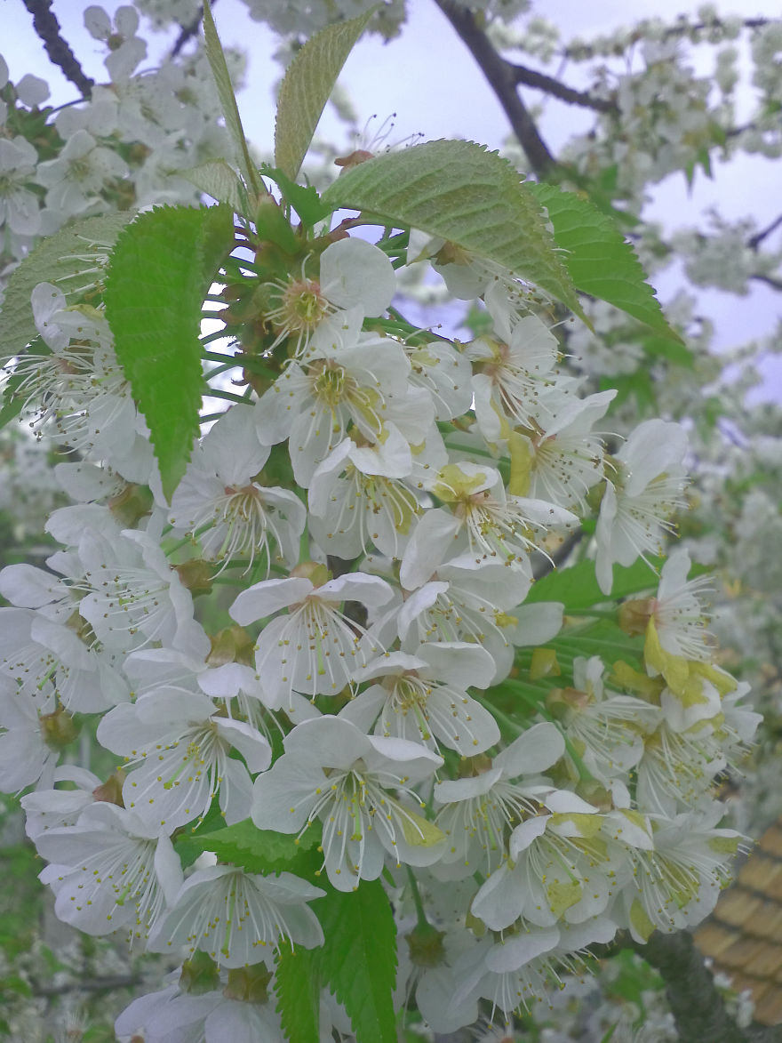 Defining True Natural Beauty — The Magic Of Cherry Blooming, In Picture And Text (part 2) Defining True Natural Beauty — The Magic Of Cherry Blooming, In Picture And Text (part 2)