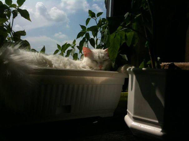 Afternoon Relaxation With Chili Pepper Plants :)
