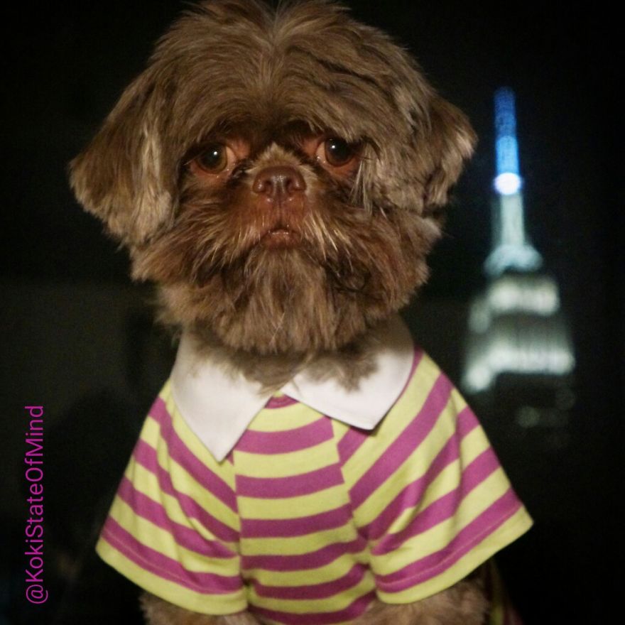A Fashion-forward Dog With A Mission To Spread Awareness And Make People Smile