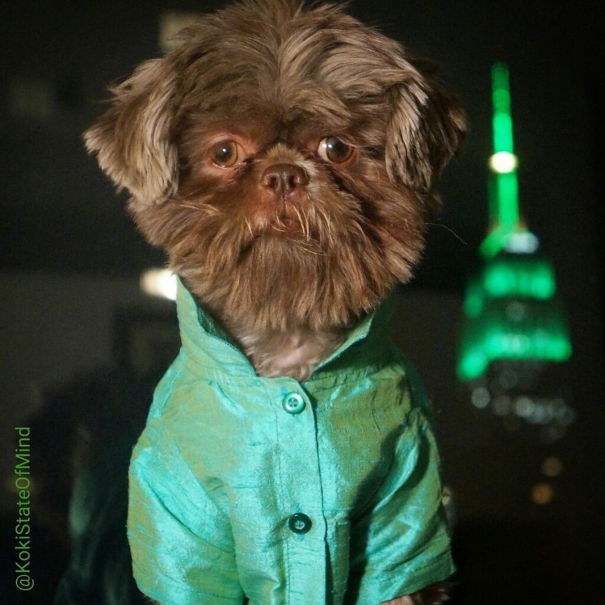 A Fashion-forward Dog With A Mission To Spread Awareness And Make People Smile