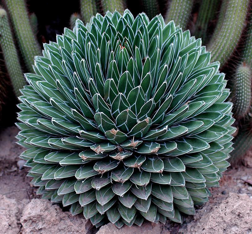 Agave~tequila Plant