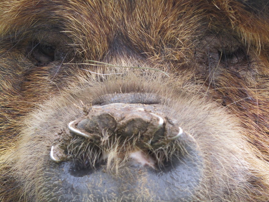 Animal Close Ups