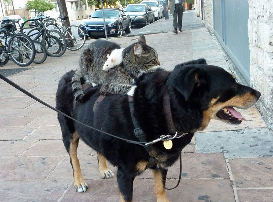 Mouse Riding A Cat Riding A Dog
