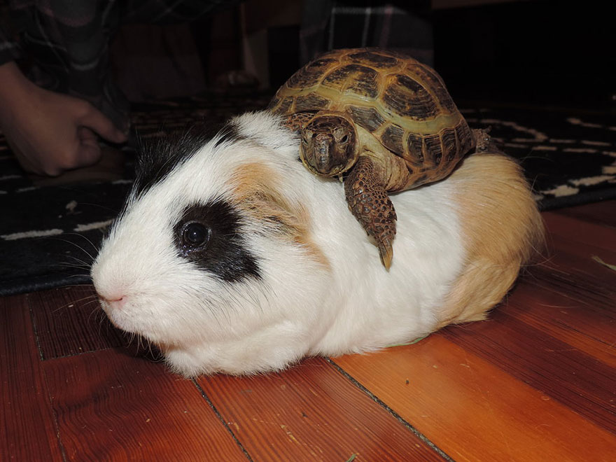 Tortoise Riding A Guinea Pig