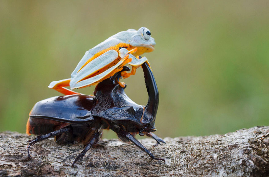 Frog Riding Rhino Beetle