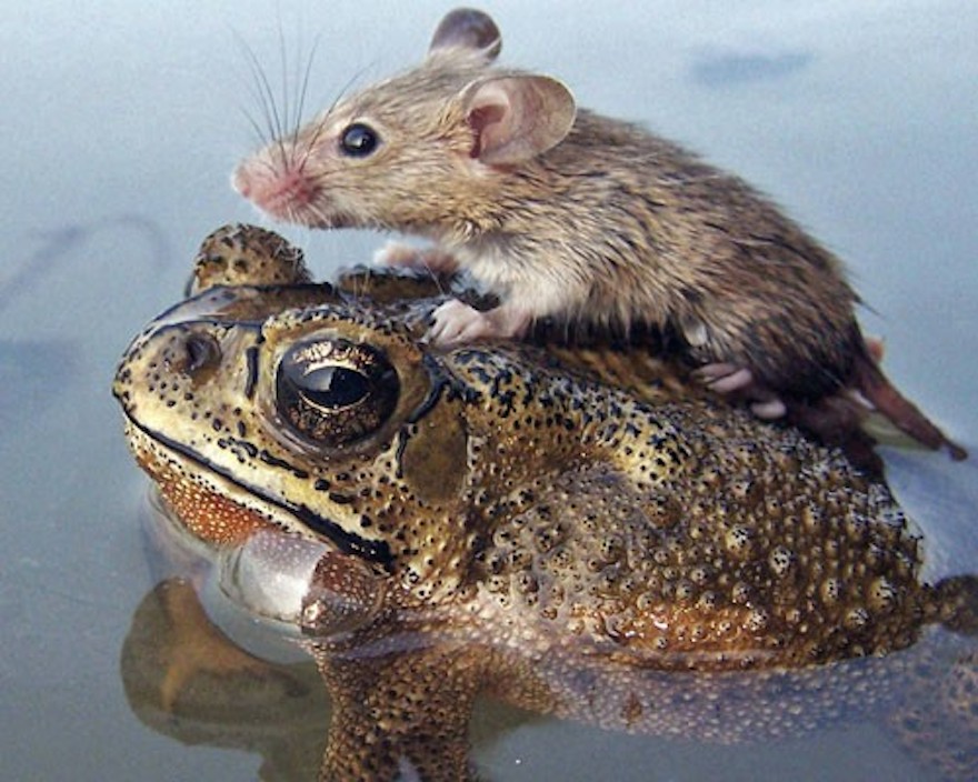 Mouse Riding A Frog
