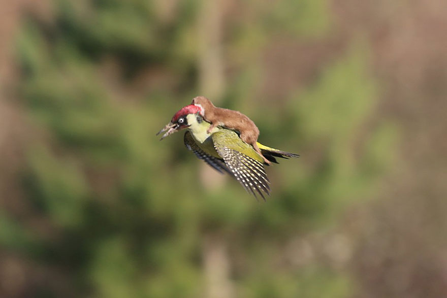 Baby Weasel Flying On A Woodpecker