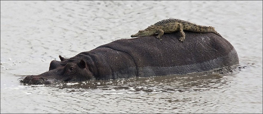 Croc Riding A Hippo