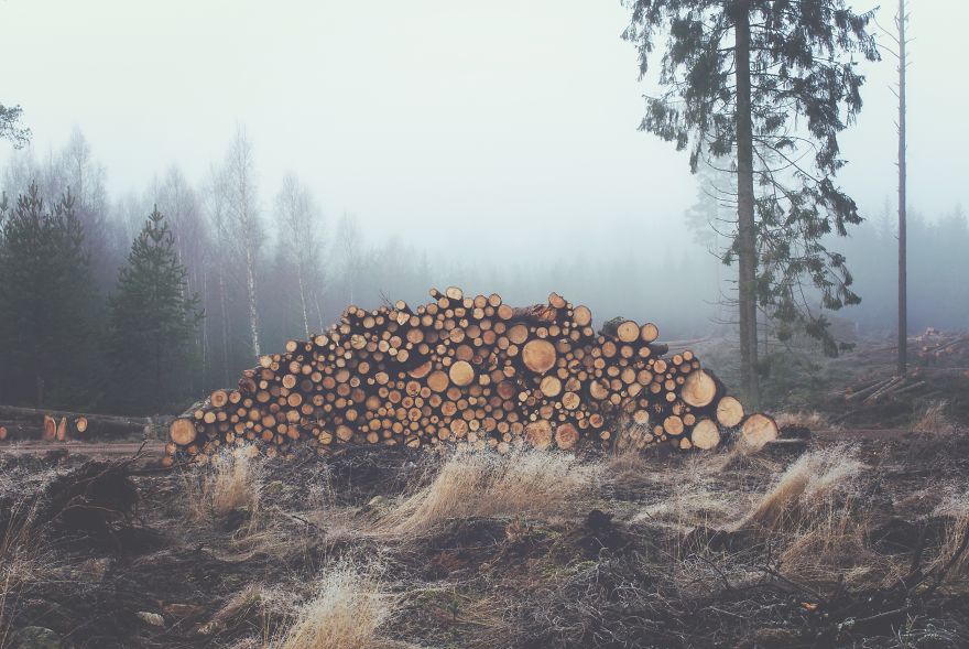 Cut Trees In A Forest