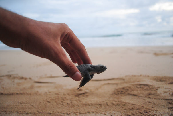 Baby Turtle Ready To The Sea