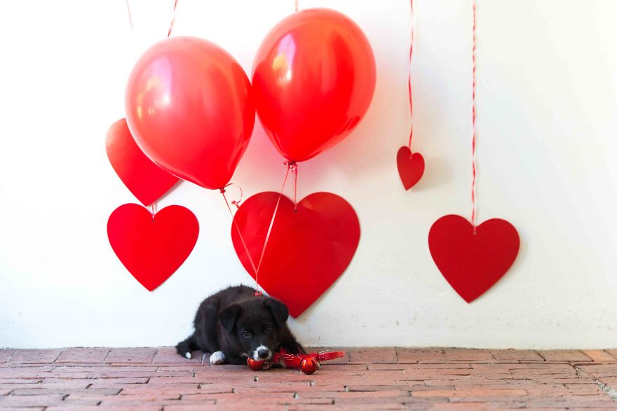 We Photographed Rescued Dogs To Celebrate Their Adoption