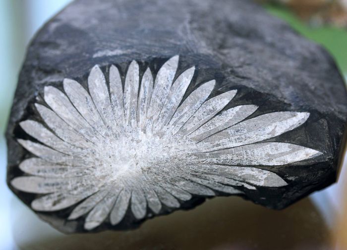 Crystals (xenotime, Zircon) Arranged In A Radiating Polished Slice Of Rock - Chrysanthemumstone