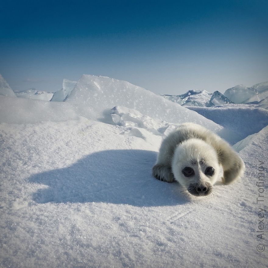 Cute Baby Seal Captured By Russian Photographer
