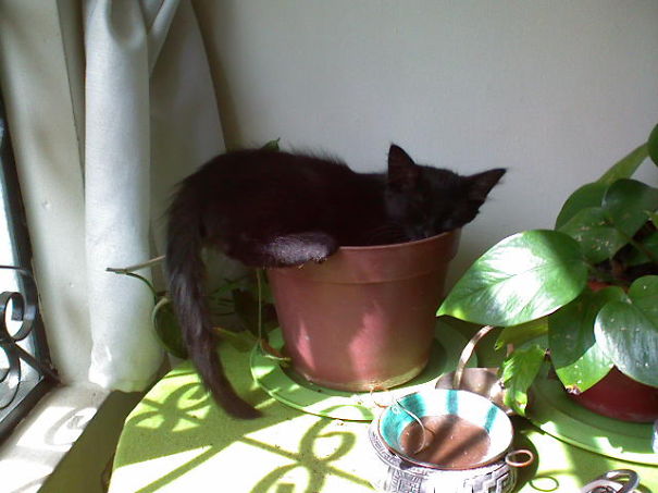 Indoor Cat Plant