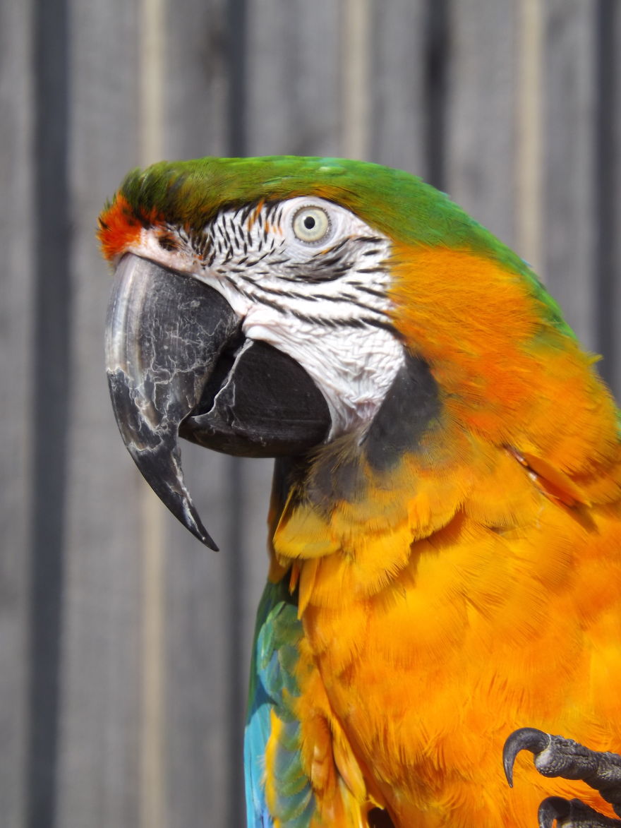 Parrot Photographs :)