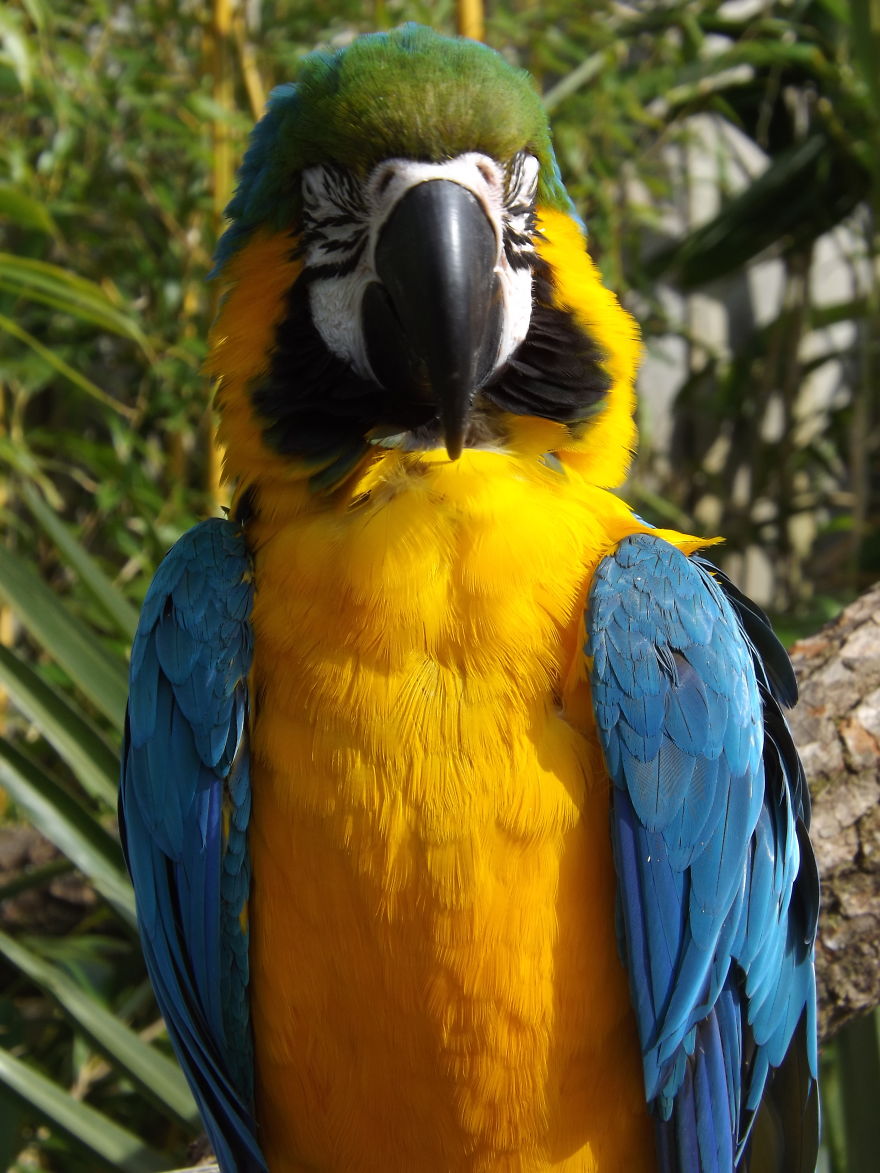 Parrot Photographs :)