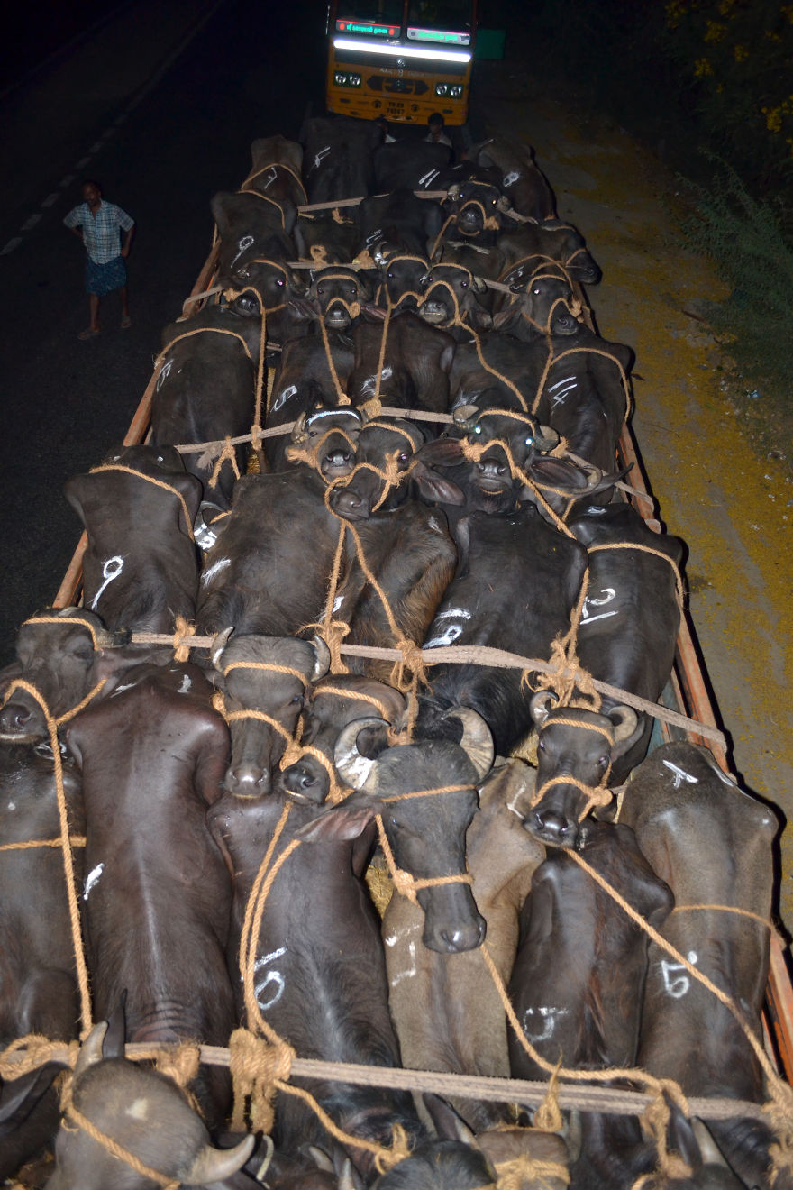 Trucks Carring Buffaloes For Slaughter In Tamil Nadu, India.