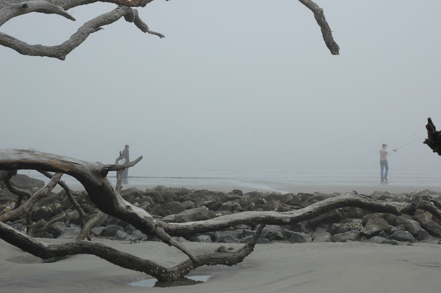 When Driftwood Meets Fog, Amazing Things Happen To Photographs