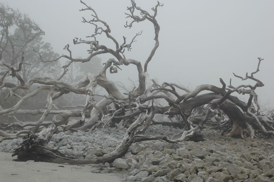 When Driftwood Meets Fog, Amazing Things Happen To Photographs