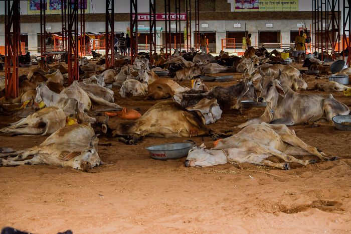 Madhya Pradesh,in.:cows Awaiting Death,poisoned By Plasic,eaten With Food In The Garbage.