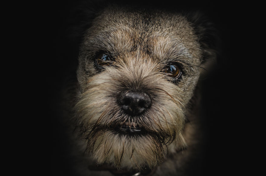 I Combined Love For Animals And Photography In These Pet Portraits