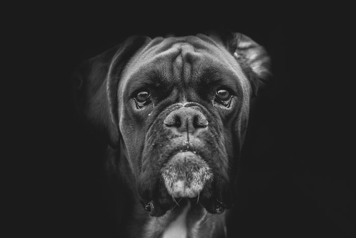 I Combined Love For Animals And Photography In These Pet Portraits