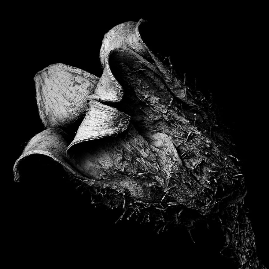 Decaying Plants I Captured With A Scanning Electron Microscope