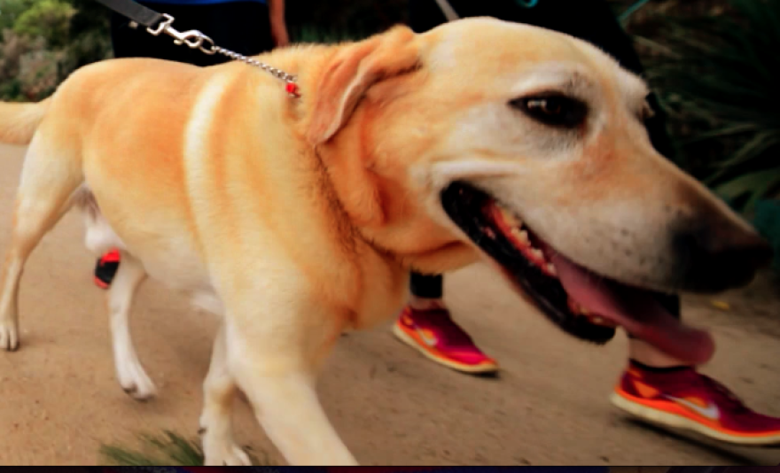Beautiful Dog Video Footage Using Glide Camera
