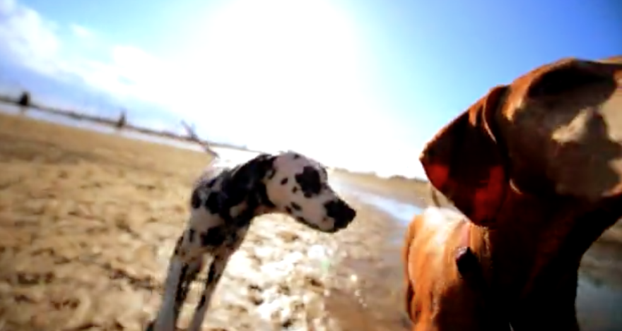 Beautiful Dog Video Footage Using Glide Camera