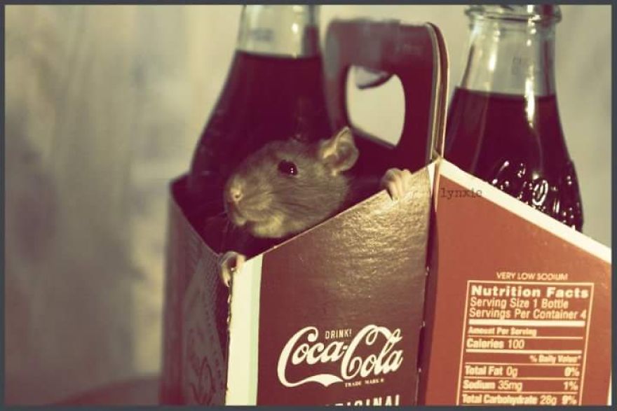 Cola Rat