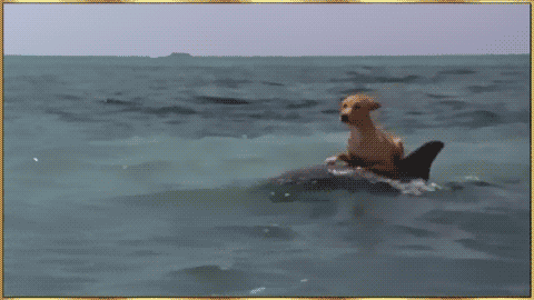 Dog Riding A Dolphin