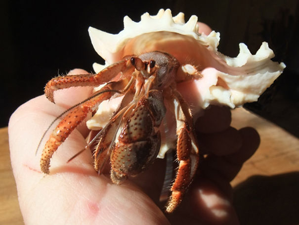 African Land Hermit Crab