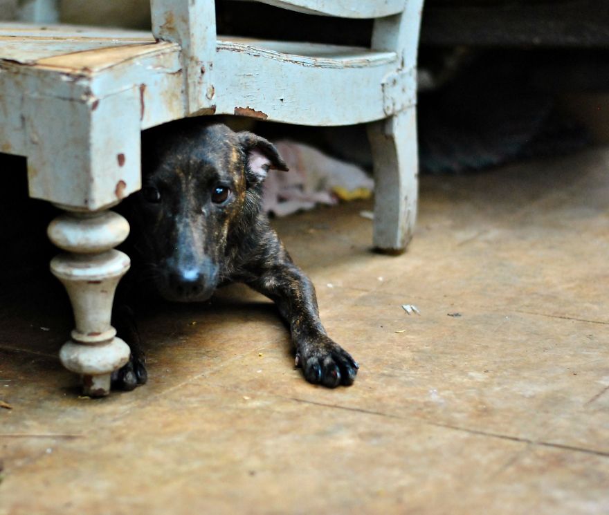 I Photograph Rescue Animals In Bangalore, India