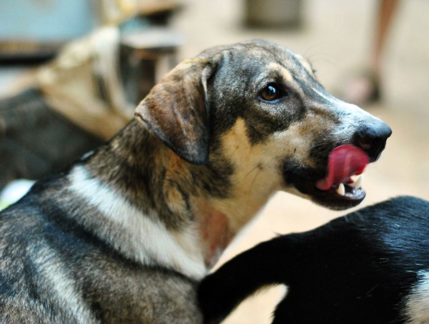 I Photograph Rescue Animals In Bangalore, India