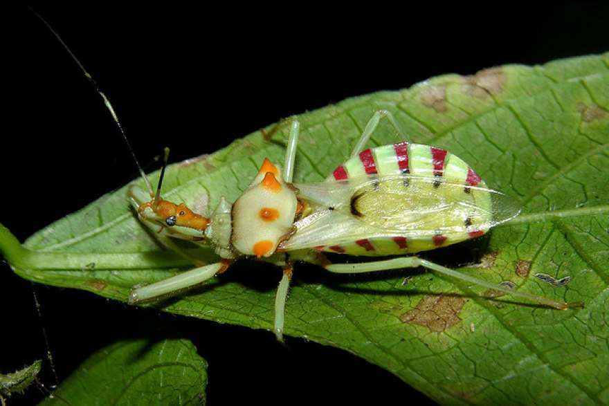 I Bet You've Never Seen Insects That Look Like This!