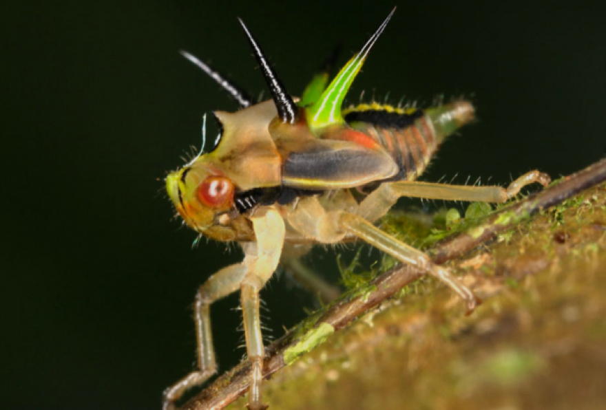 I Bet You've Never Seen Insects That Look Like This!