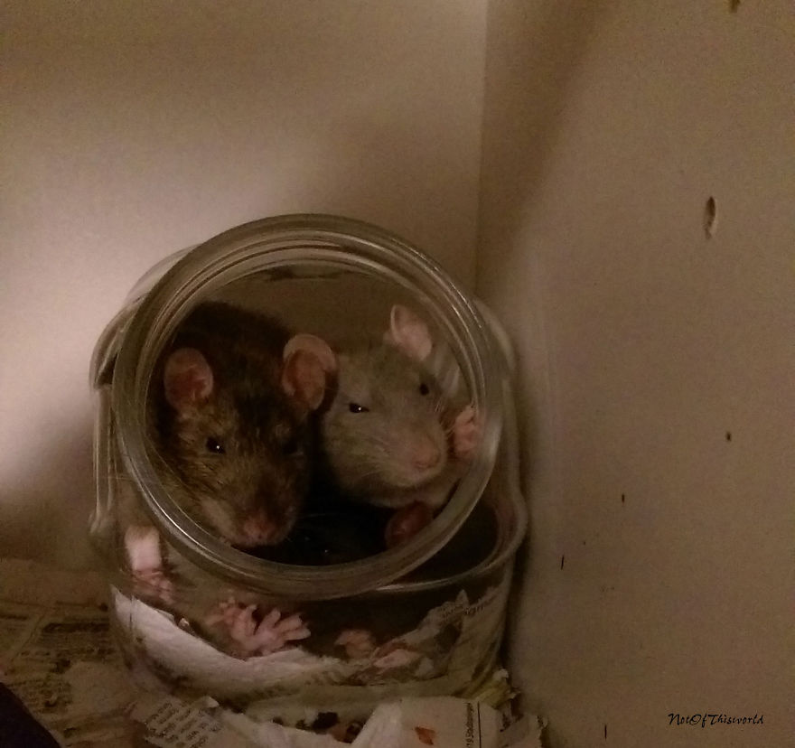 Rats In A Glass