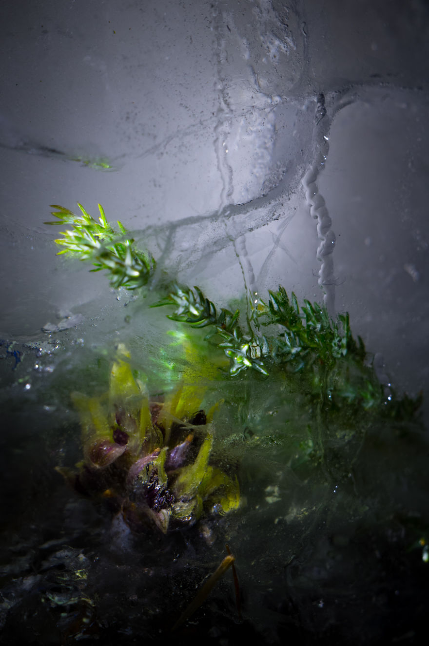 The Mysterious Beauty Of Nature Captured In Ice