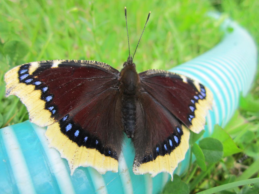 Nymphalis Antiopa Butterfly