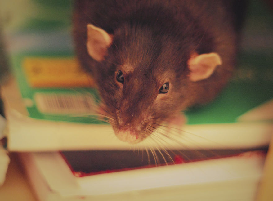 Buzzie The Bookworm!