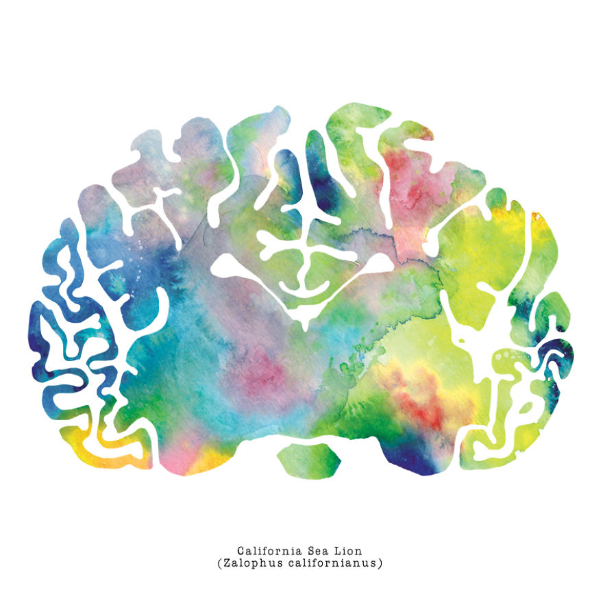 I Watercolor Animal Brain Scans