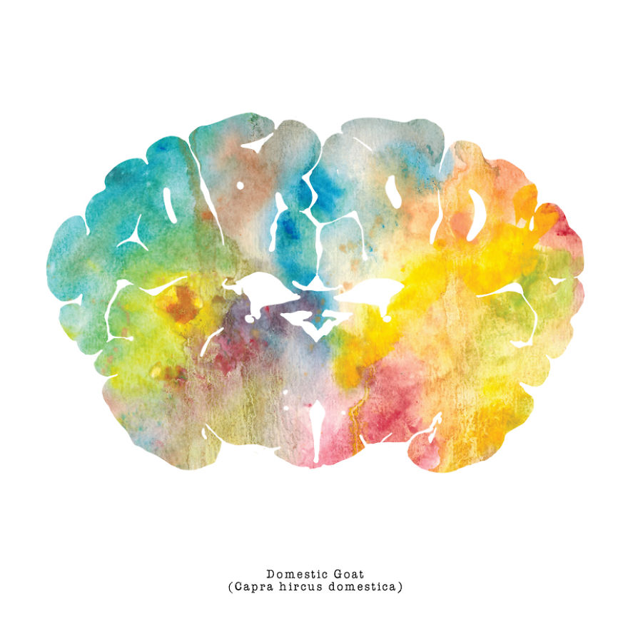 I Watercolor Animal Brain Scans