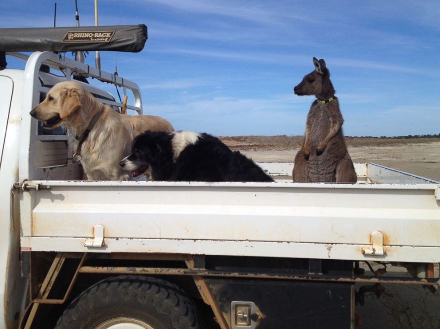 Meet Dusty, The Australian Kangaroo Who Thinks He's A Dog